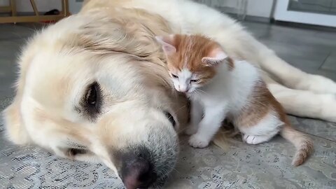 How a Tiny Kitten Wakes up a Golden Retriever