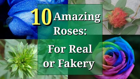 Is This Rose for Real, or Is It Fake? Blue Rose, Rainbow Rose