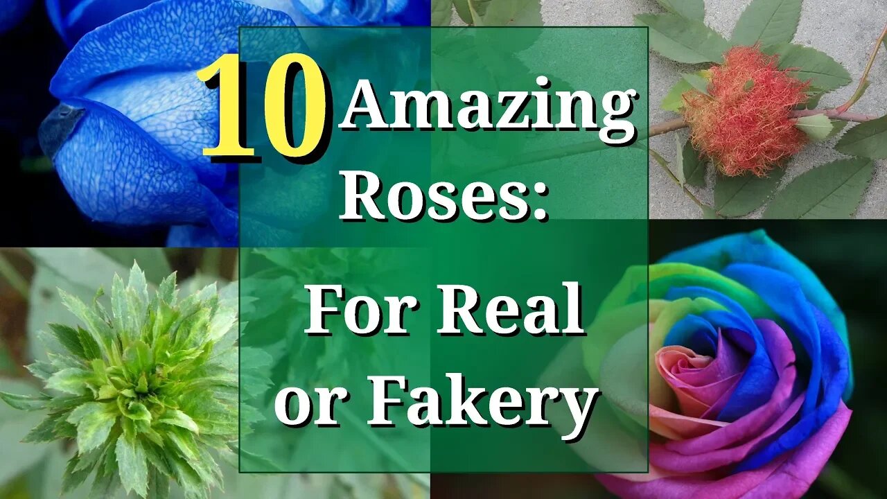 Is This Rose for Real, or Is It Fake? Blue Rose, Rainbow Rose