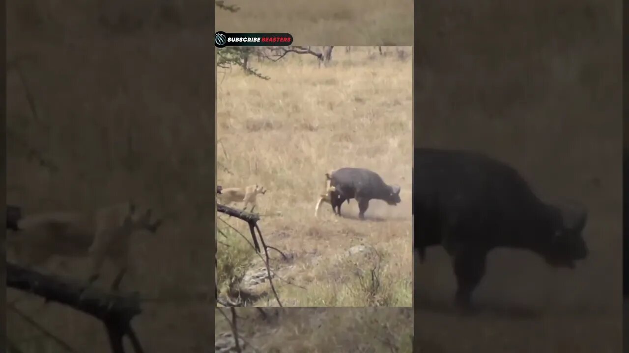 s lion vs buffalo fight to death