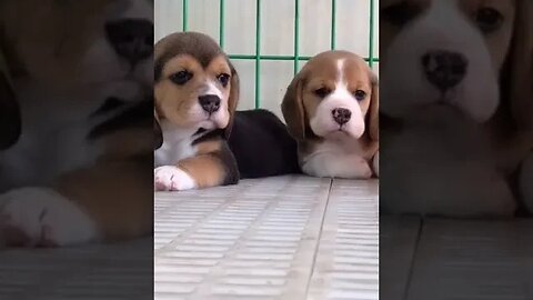 Cute mini Puppy #petvideos #pet