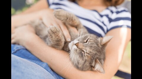 What It Really Means When Your Cat Curls Up For Cuddles?