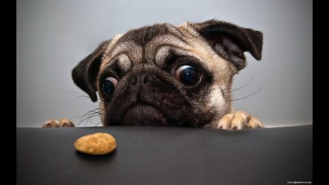 Funny Dog Video | Funny Video | Try NOt To Laugh