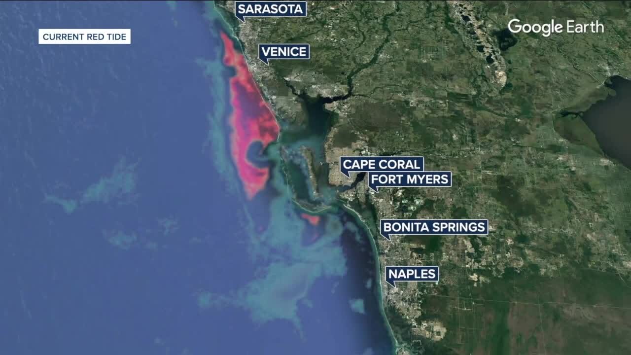 Post-Ian nutrients feeding red tide and other algae blooms along SWFL coastline