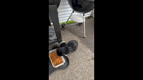 Cute cat eating