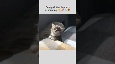 Being a kitten is pretty exhausting..🐈🐾💤😍