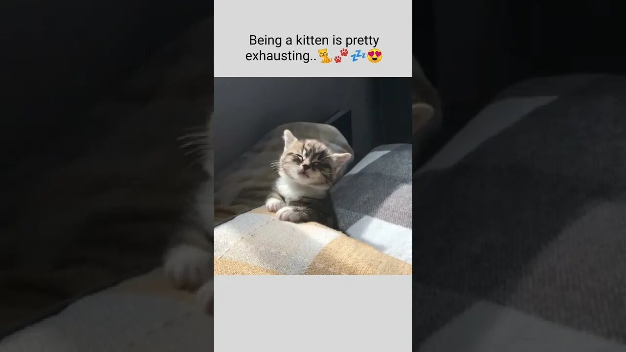 Being a kitten is pretty exhausting..🐈🐾💤😍