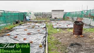 Winter allotment jobs: weeding and winter harvest