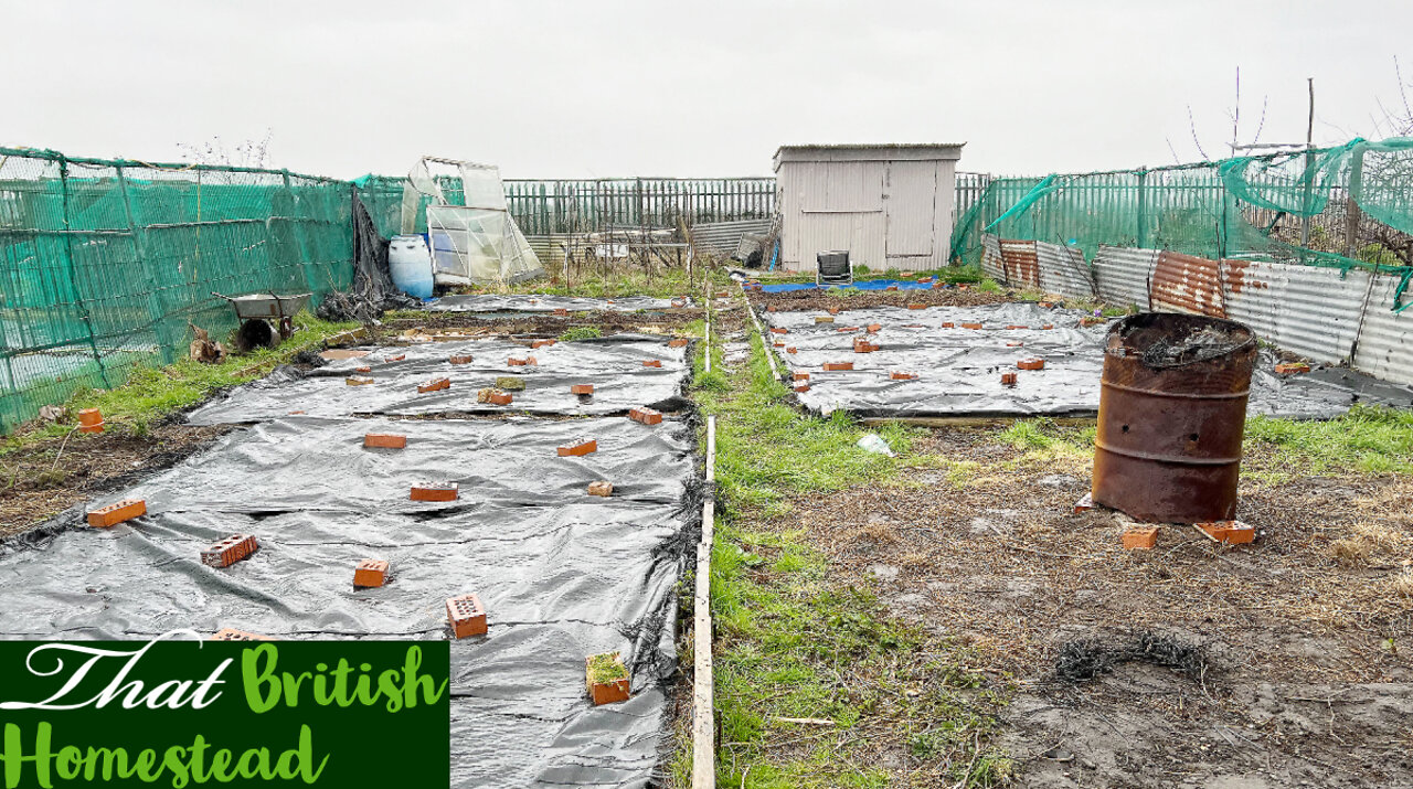 Winter allotment jobs: weeding and winter harvest