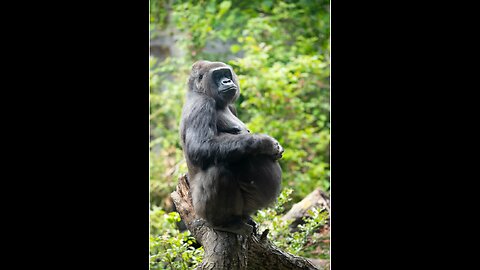 "Beautiful Pregnant Mommy Gorilla"Akenji 🌹🐾💖😇🎼🎶