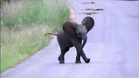 BABY ELEPHANT ANTICS