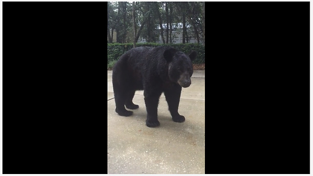 Curious Black Bear Has Close Encounter With Brave Human