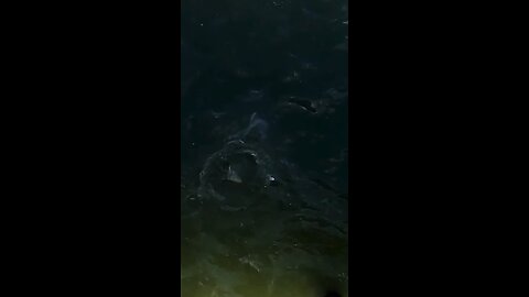 Shark Feeding Frenzy.