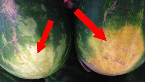 How To Pick The Perfect Watermelon