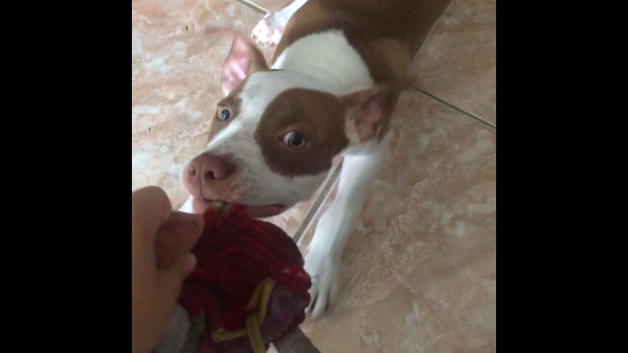 Panda - My Litle Dog (Pitbull)