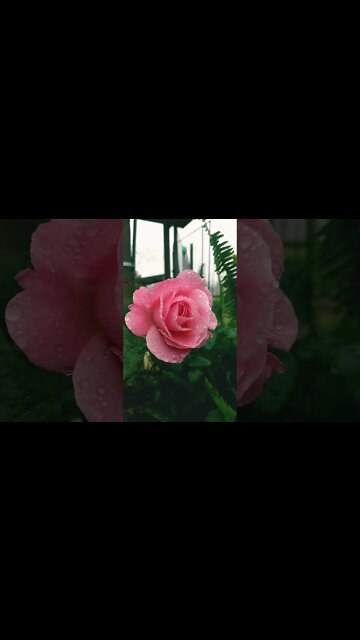 Rose flower