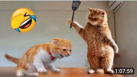 1 Hour Trending Funny Cats and Dogs videos 🤣🤣 Funniest Animal 🤣