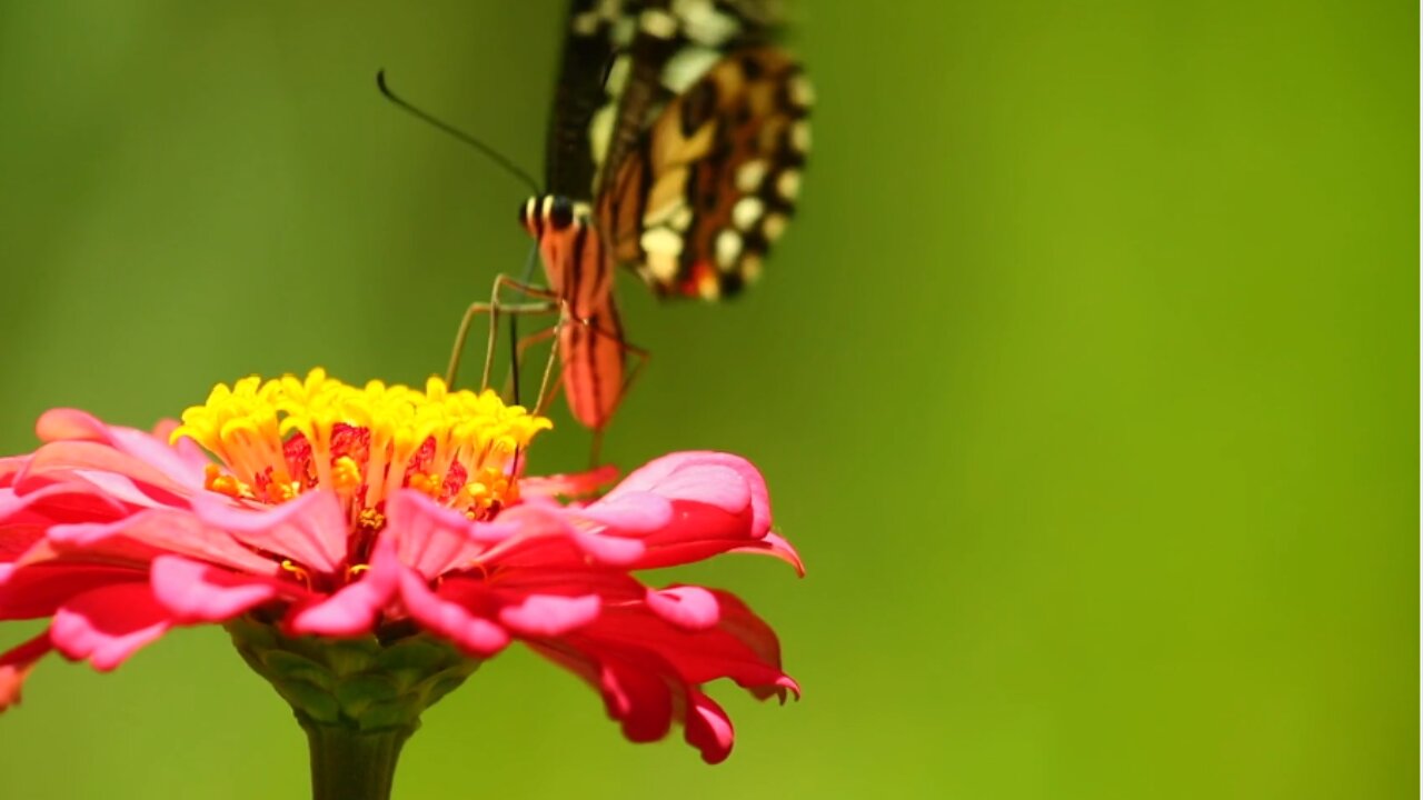 Beautiful animals