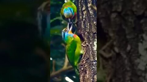 #beautiful seen and #birds enjoy every #moment anywhere #flying #youtubeshorts