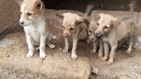 cute dog puppies | माझ्यासोबत गोंडस कुत्र्याचे पिल्लू cute puppy with me | funny animals