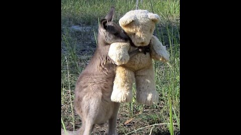 baby kangaroo has a new friend