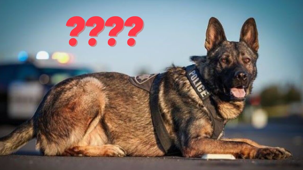 Q: Lawful to Shoot Suspect to Protect K9? A: Nope