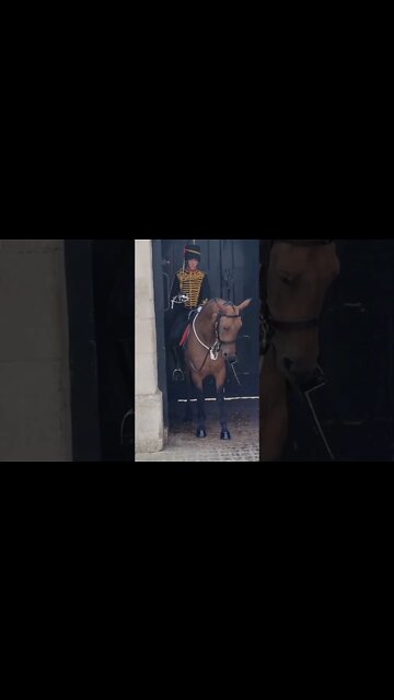 The Queen's Guards Horse slips and falls' down #horseguardsparade