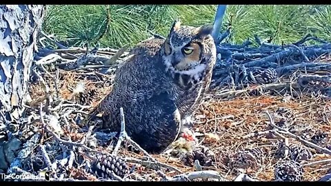 Lunch With Mom and Her Owlet 🦉 3/2/22 14:50