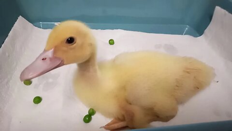 Pocket, Muscovy Duckling, 2 weeks old, ( Video 4 )