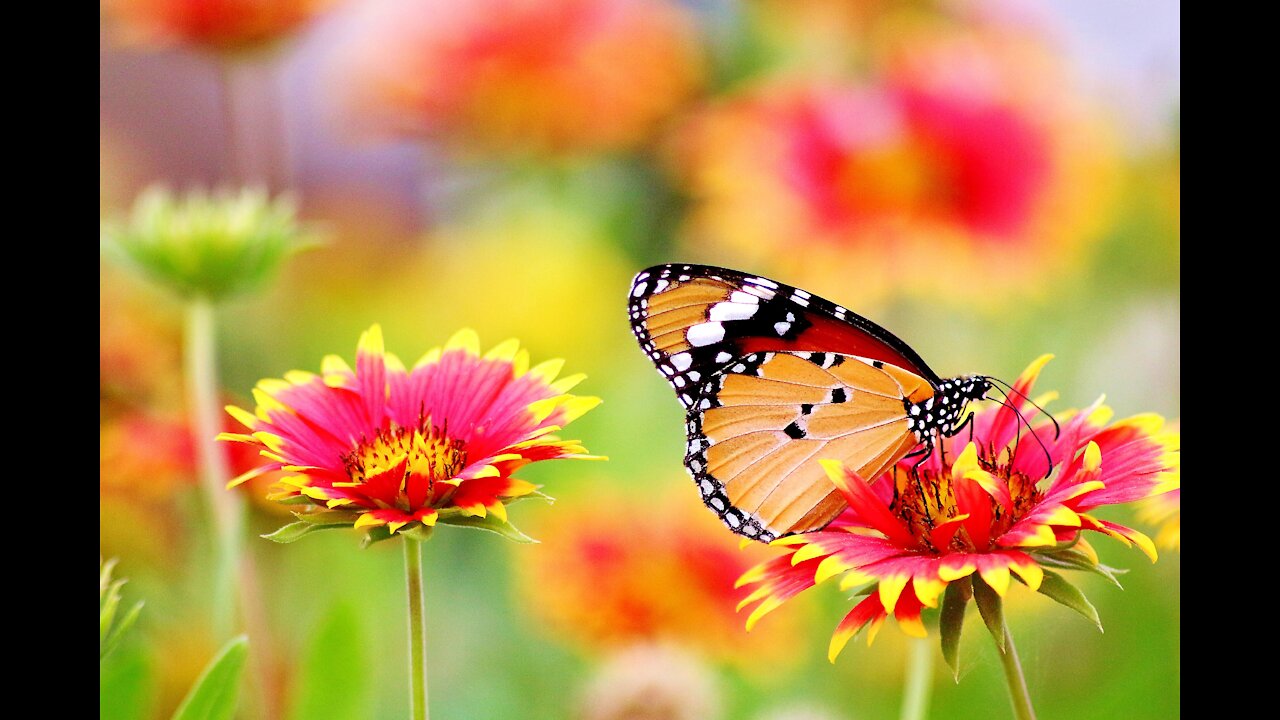 Colorful Butterflies