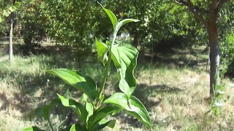 Successful chip bud grafting with dormant bud, in small Cornus Mas, in August (P5)