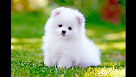 Cute baby dog