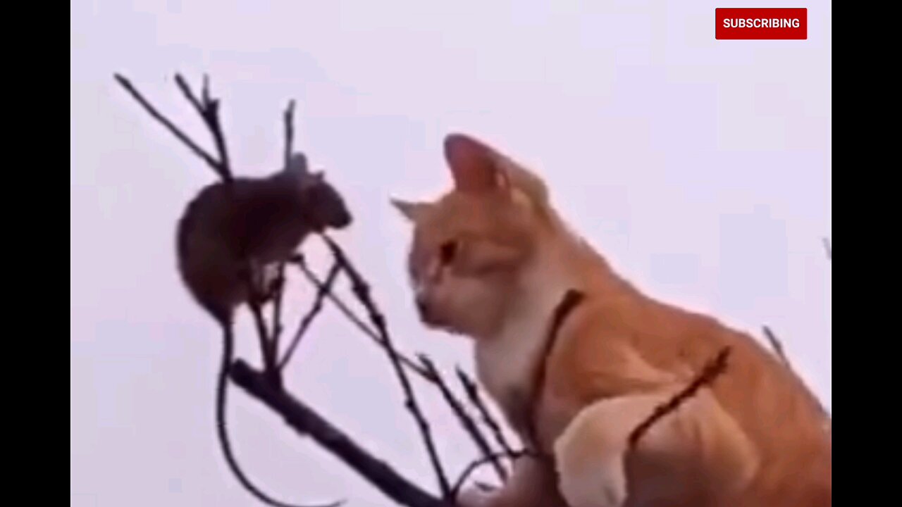 Where will go now🤣 cat vs rat 🤣😂😂