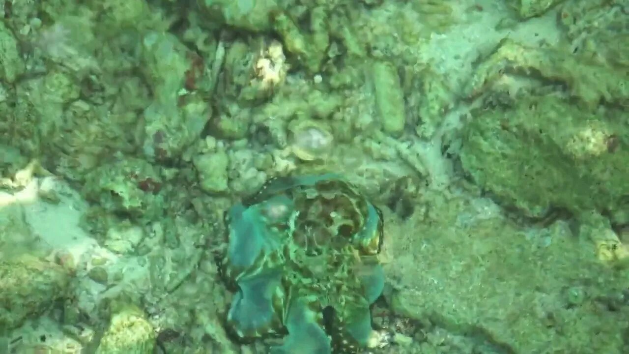 Camouflaged octopus under the turquoise blue green ocean