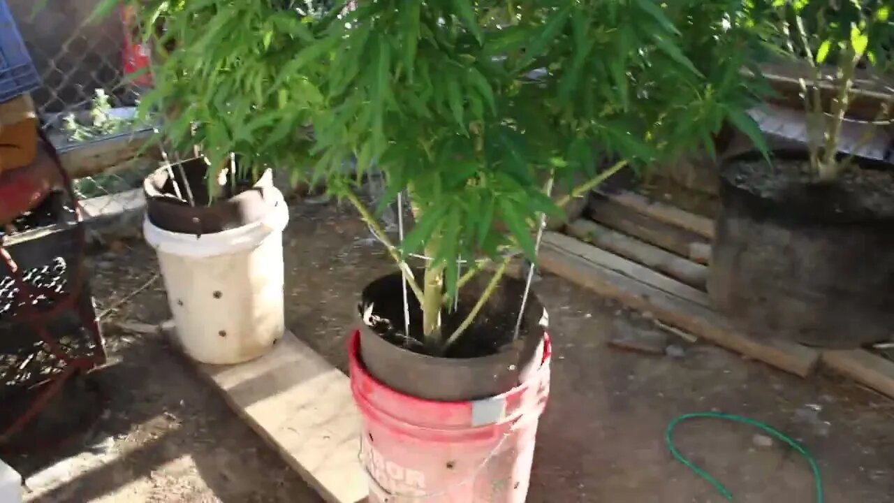 T Bird And Reds Outdoor Grow 2022