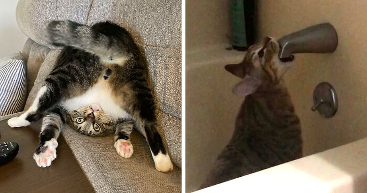 Funniest Cats Life😂