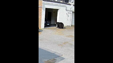 CUPCAKE THIEF🧁: A hungry black bear barged into the garage of a Connecticut bakery