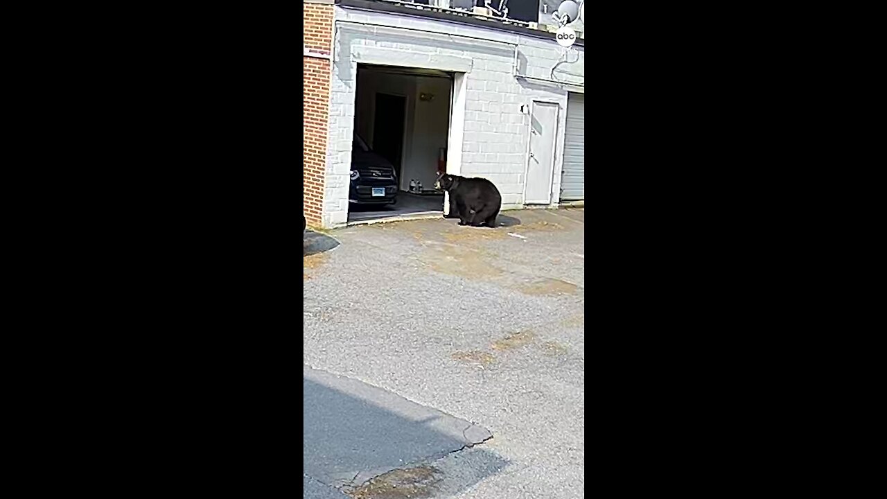 CUPCAKE THIEF🧁: A hungry black bear barged into the garage of a Connecticut bakery