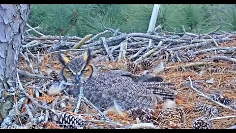 Mom Rolls Egg with Talons and Beak 🦉 1/28/22 10:43