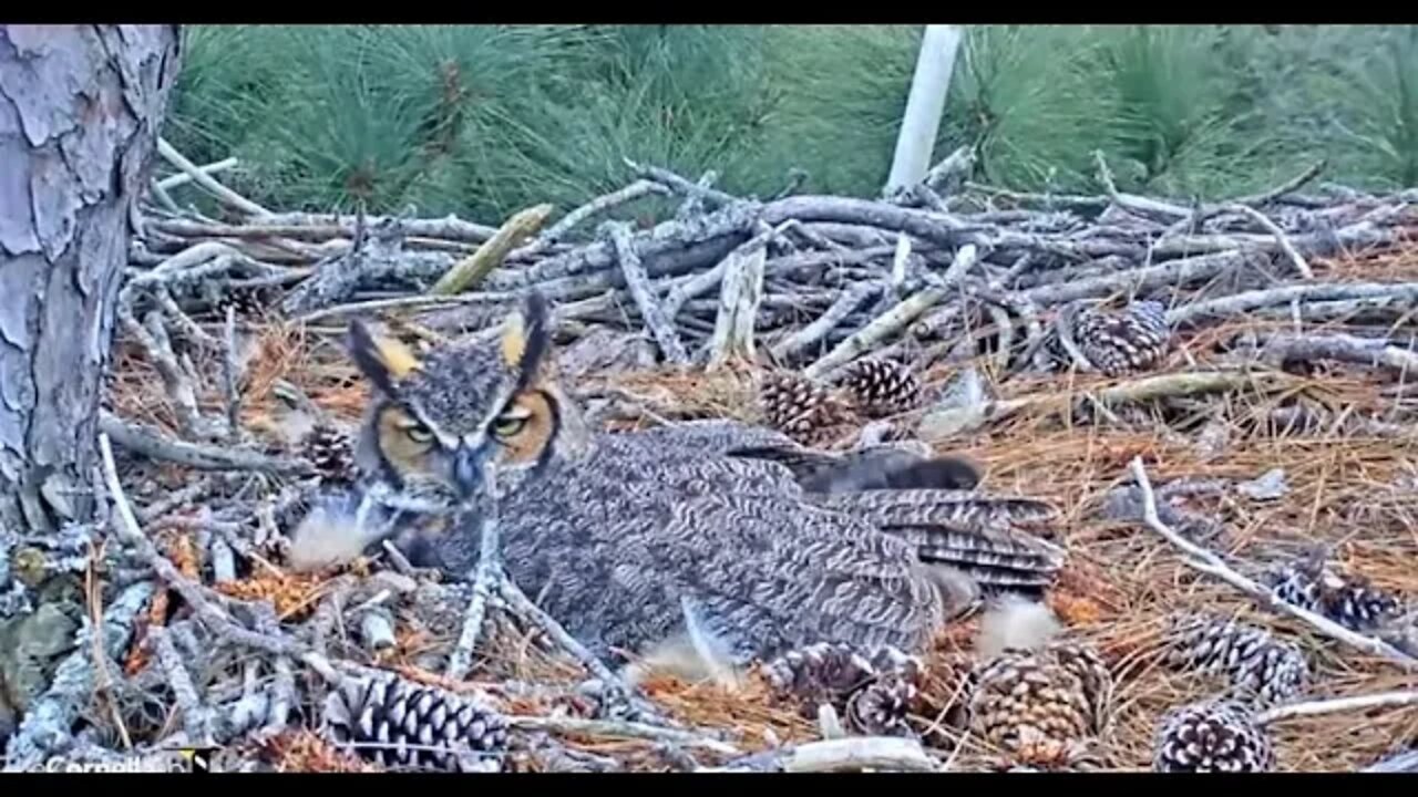 Mom Rolls Egg with Talons and Beak 🦉 1/28/22 10:43