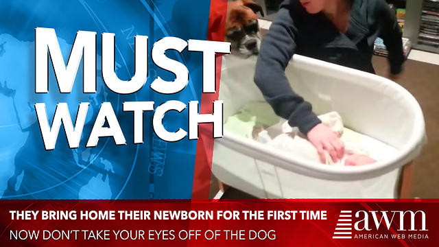 They Bring Home Their Newborn For The First Time. Now Don’t Take Your Eyes Off Of The Dog