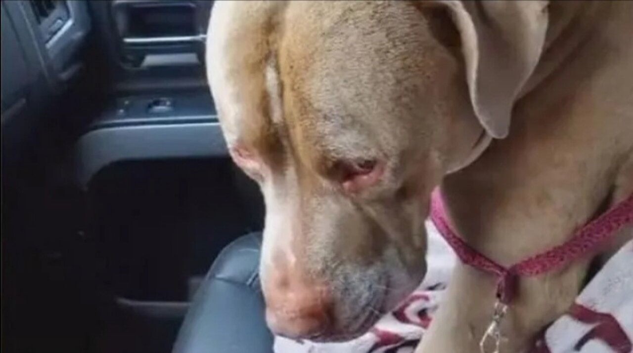 The woman saw something thrown off the bridge, when she came up she was in shock