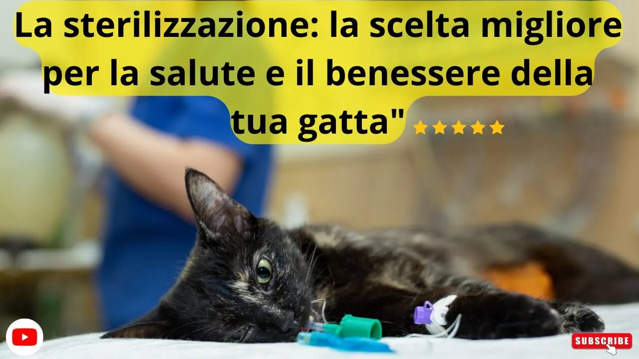 La sterilizzazione: la scelta migliore per la salute e il benessere della tua gatta"