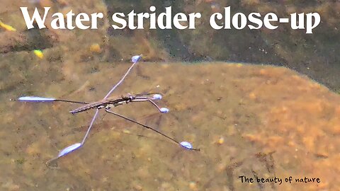 Water strider close-up / beautiful insects by the water.