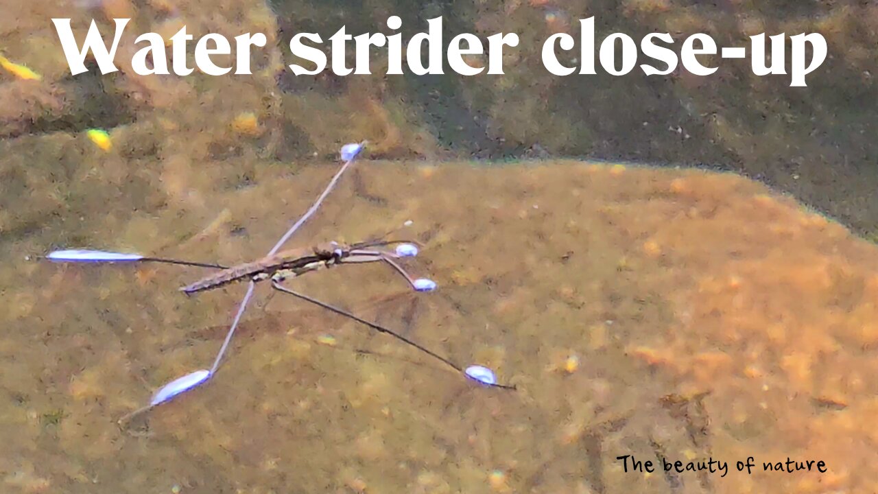 Water strider close-up / beautiful insects by the water.