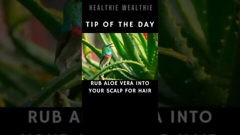 The Best Healing Herbs You Should Know || #health || #shorts || #herbs
