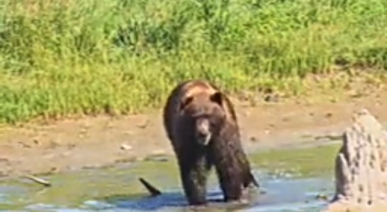 Brown Bear 🐻 walk in water