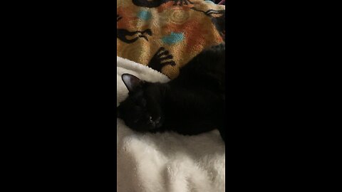 Blackjack the cat Sleepytime