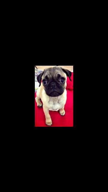 MEMEL e o PUG [ Para de filmar memel ] Baby and PUG / बेबी और पग / 赤ちゃんとパグ / Bayi dan PUG / طفل و PU