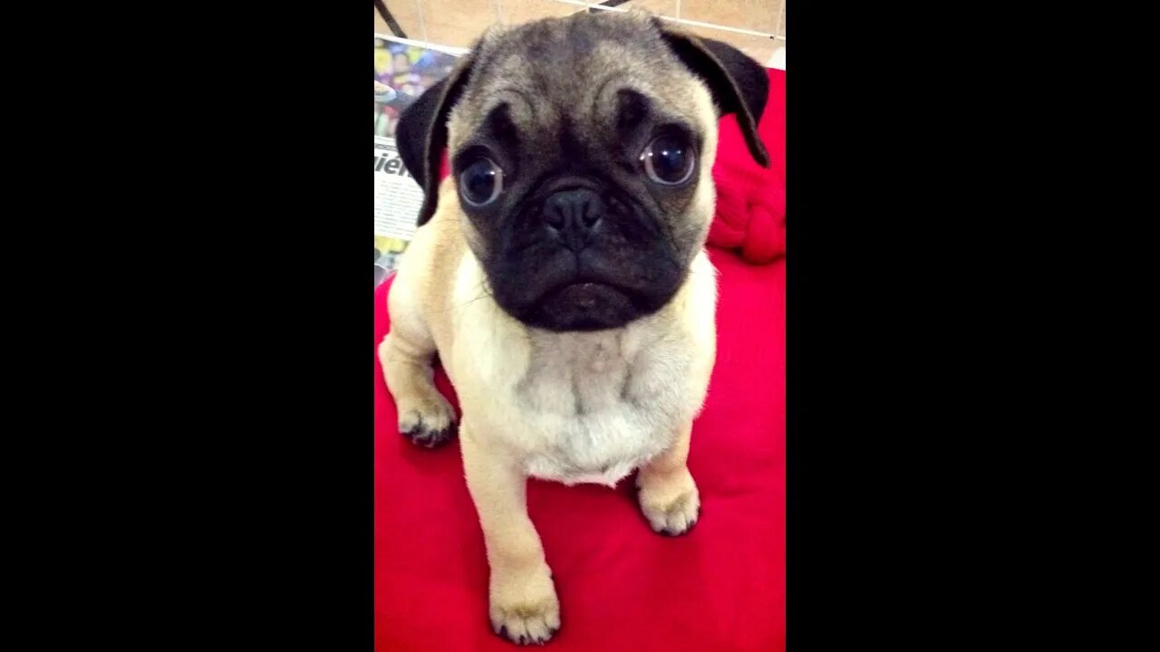 MEMEL e o PUG [ Para de filmar memel ] Baby and PUG / बेबी और पग / 赤ちゃんとパグ / Bayi dan PUG / طفل و PU